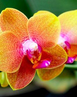 Secret d’orchidée – Best seller