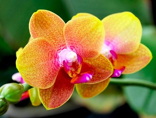 Un parfum mystique qui sera a coup sur vous plaire succombez à Secret d'orchidée