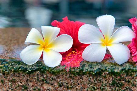 Un parfum d'été qui vous amène à Hawaï, découvrez nos parfums Fleurs Hawaïenne