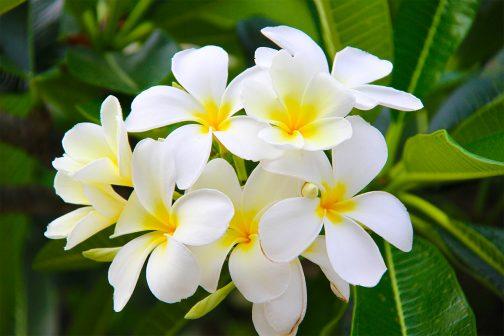 Le parfum d'été par excellence succombez pour nos fondant Monoi de Tahiti