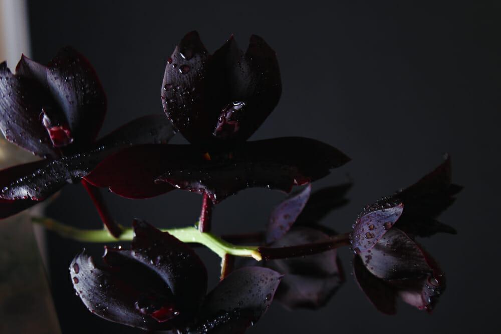 Une fleur dans toute sa splendeur découvrez nos fondants parfumés florales au parfum de l'orchidée noire